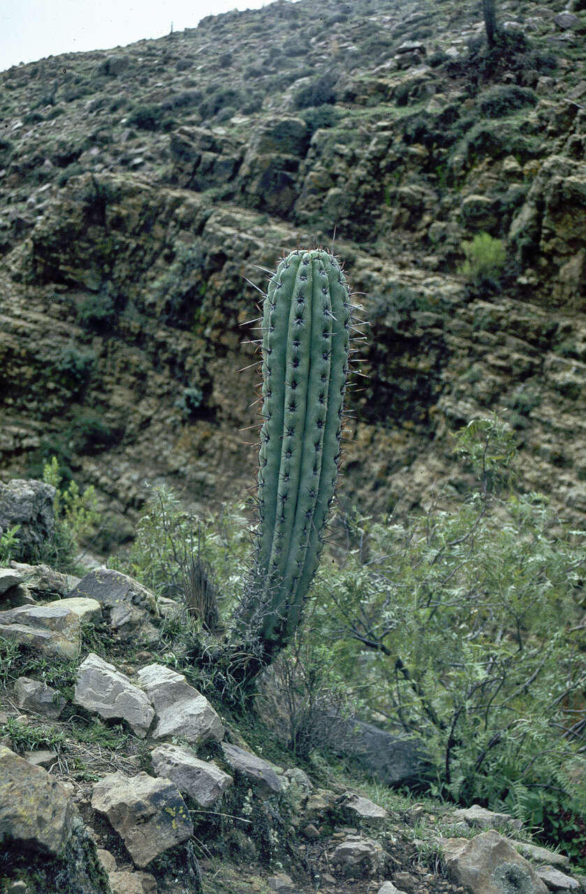 Trichocereus tacaquirensis的圖片