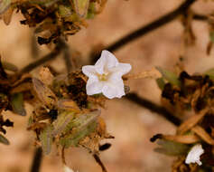 Image de Nolana aplocaryoides (Gaudichaud) I. M. Johnst.