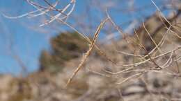 Plancia ëd Chilopsis linearis subsp. arcuata (Fosberg) J. Henrickson