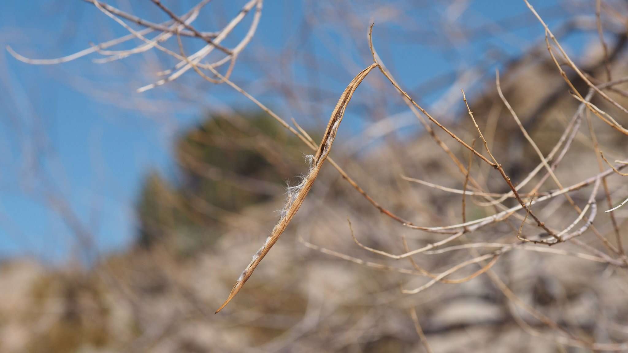 Plancia ëd Chilopsis linearis subsp. arcuata (Fosberg) J. Henrickson