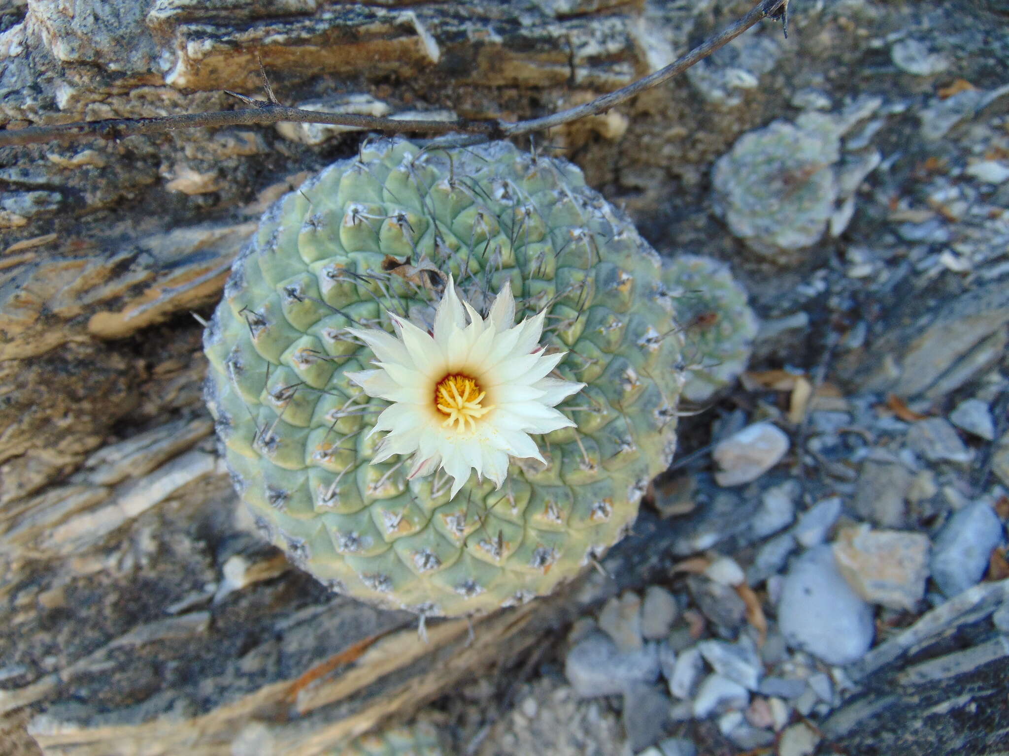 Sivun Strombocactus disciformis subsp. disciformis kuva