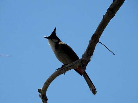 Image of Red-whiskered Bulbul