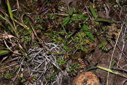 Imagem de Chrysanthellum indicum subsp. afroamericanum B. L. Turner