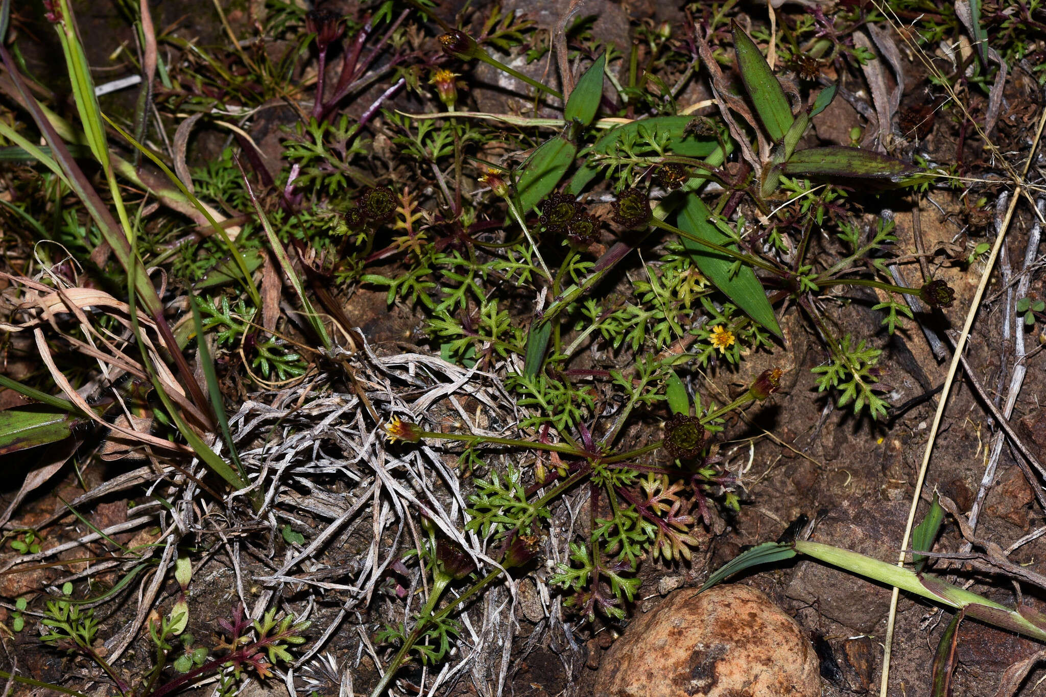 Imagem de Chrysanthellum indicum subsp. afroamericanum B. L. Turner