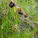 Ophrys morisii (Martelli) G. Keller & Soó的圖片