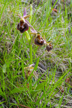 Image of Ophrys morisii (Martelli) G. Keller & Soó