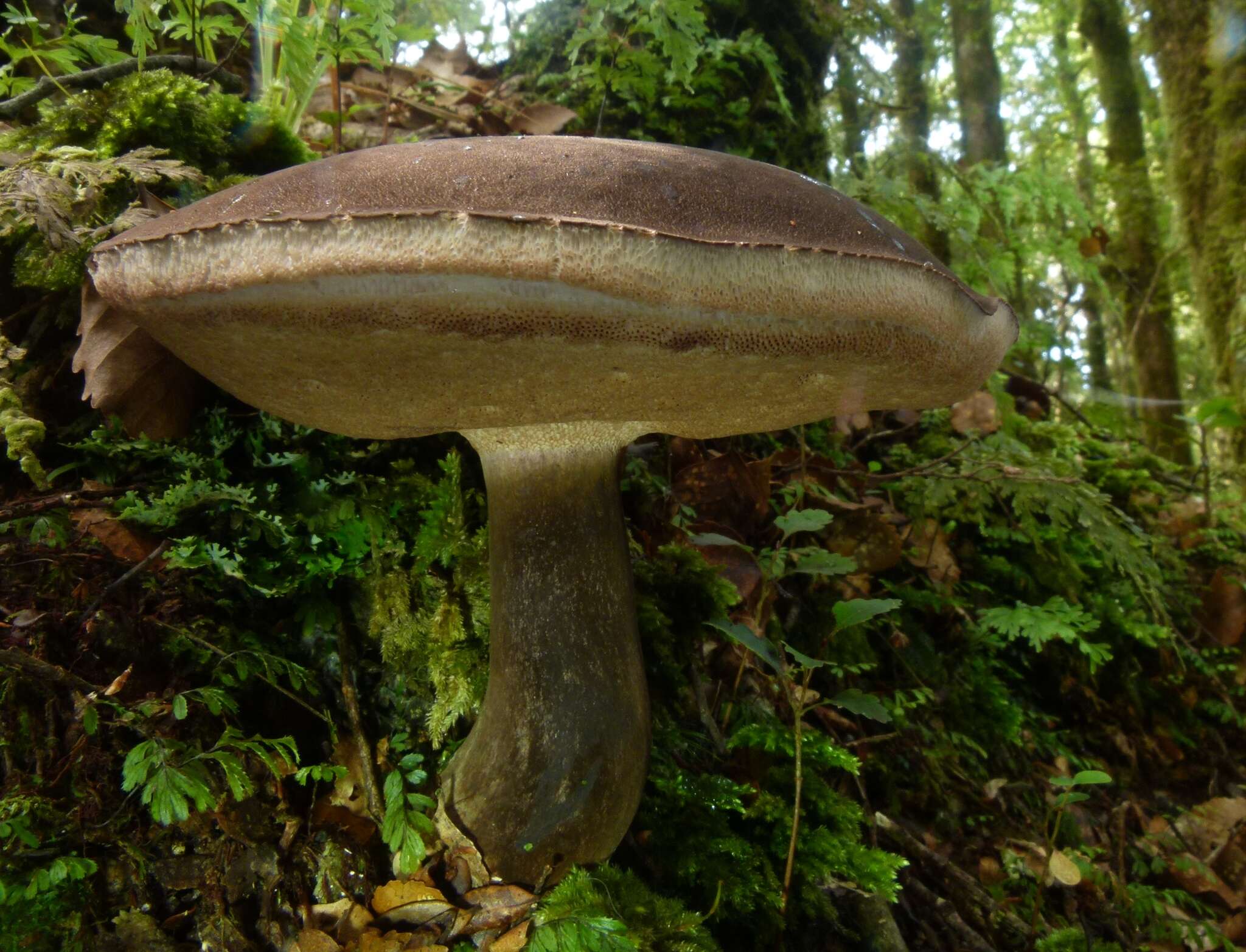 Image of Porphyrellus brunneus McNabb 1967