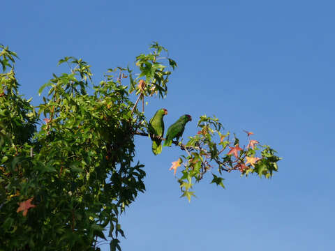 Image of Green-cheeked Amazon