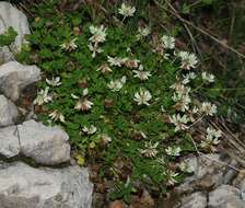 Image of Pale Clover