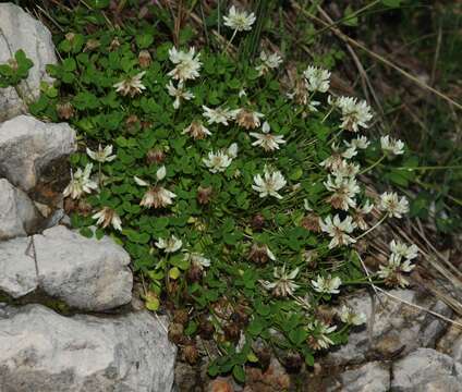 Imagem de Trifolium pallescens Schreb.