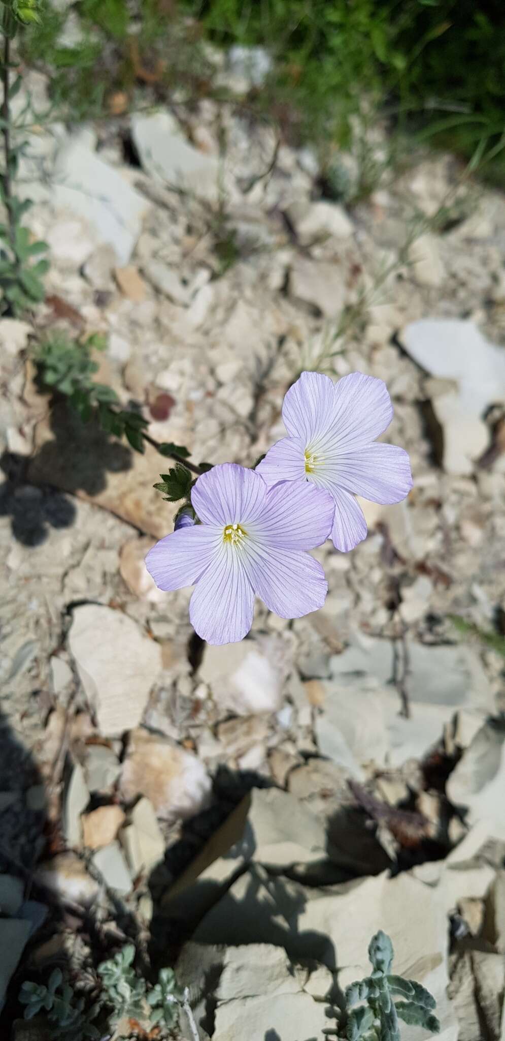 Imagem de Linum hirsutum L.