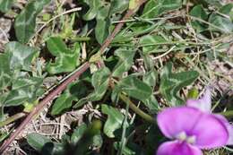 Слика од Vigna unguiculata (L.) Walp.