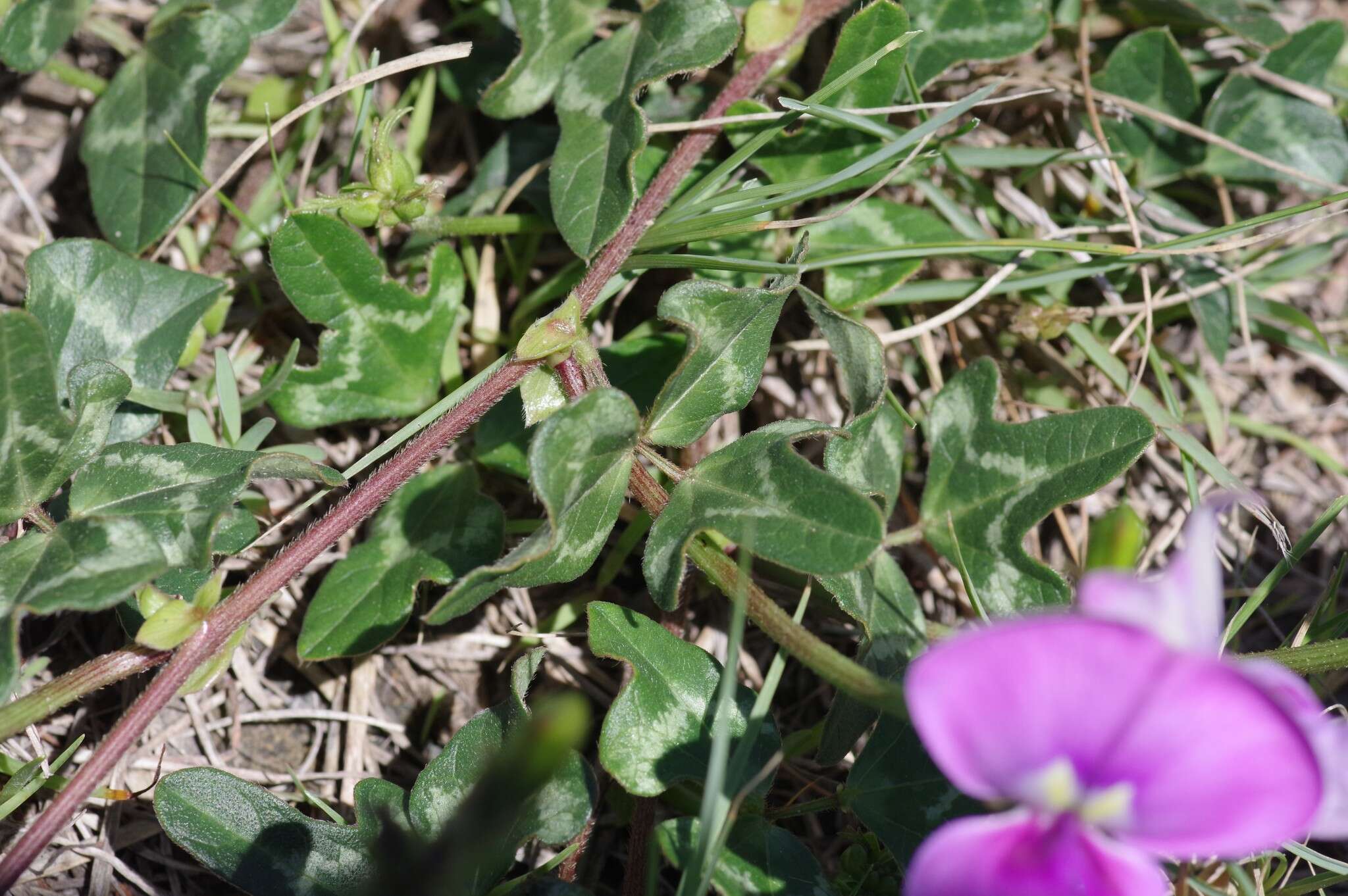 Image of blackeyed pea