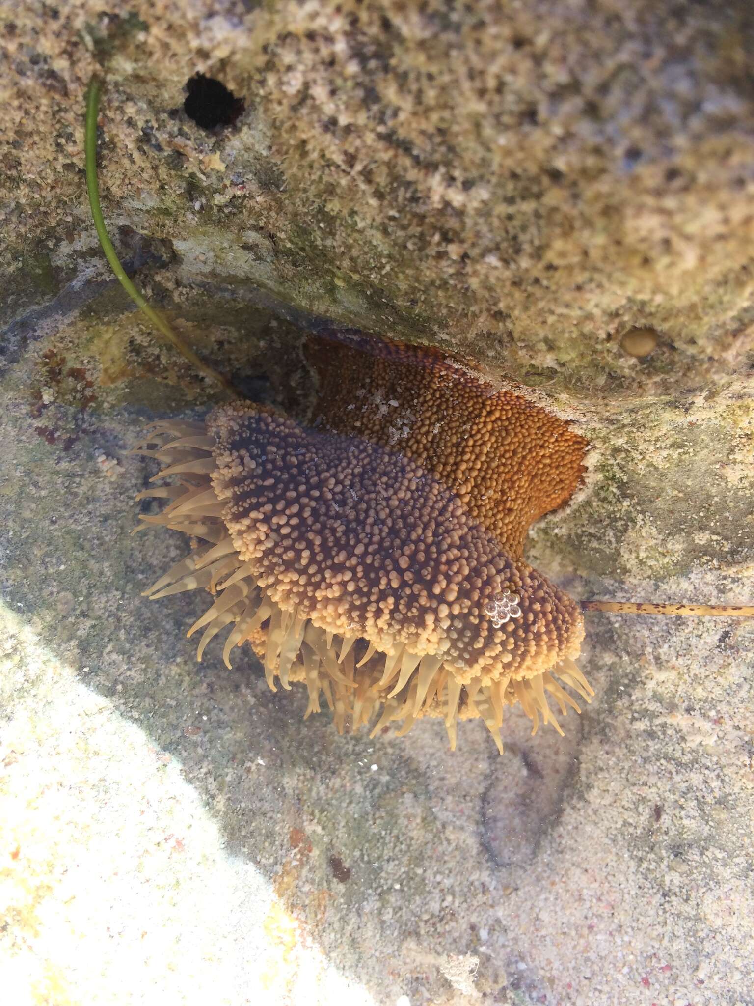 Image of red warty anemone