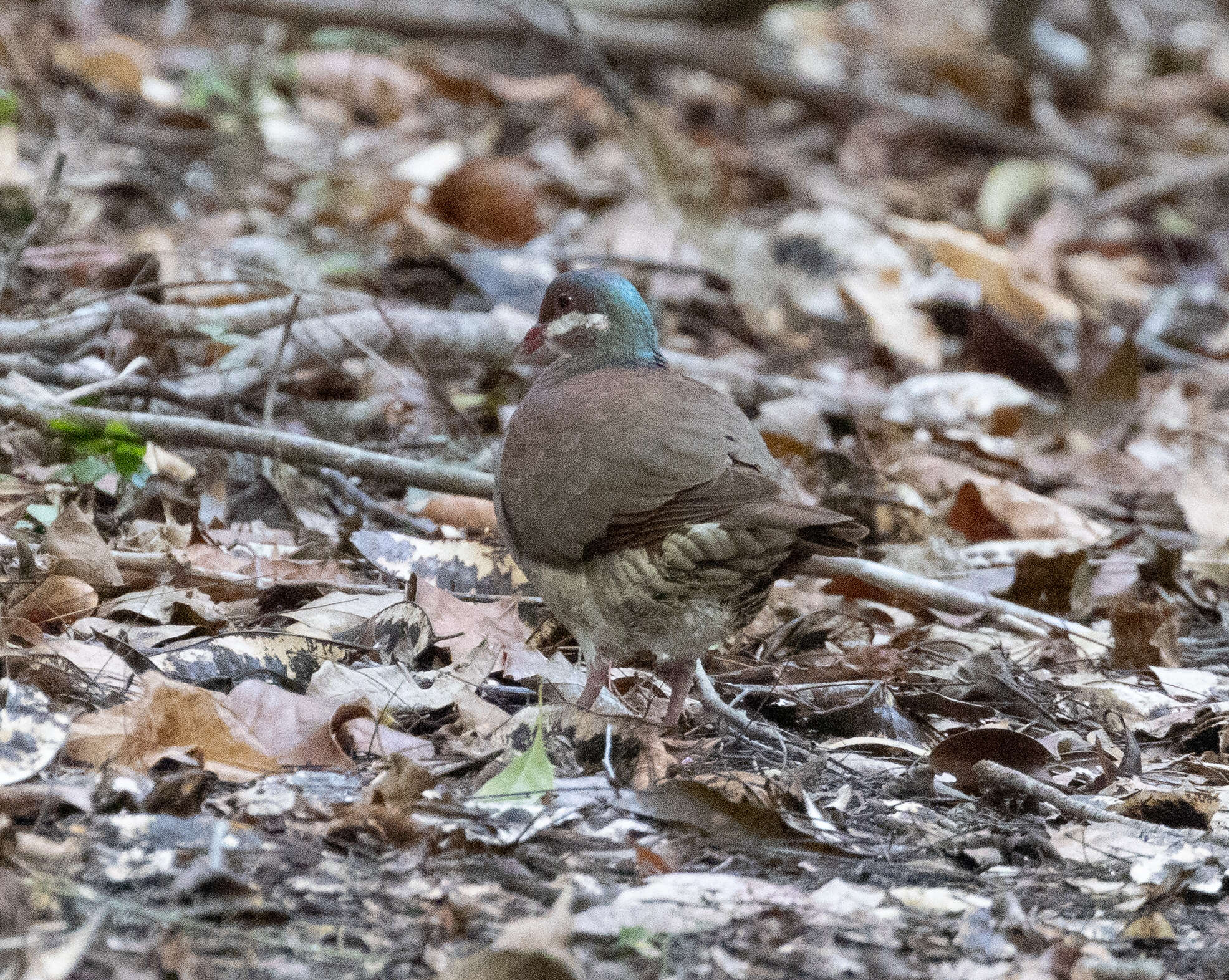 Image of Key West Quail-Dove