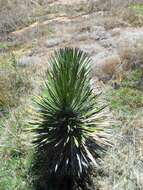 Image of Palma China yucca