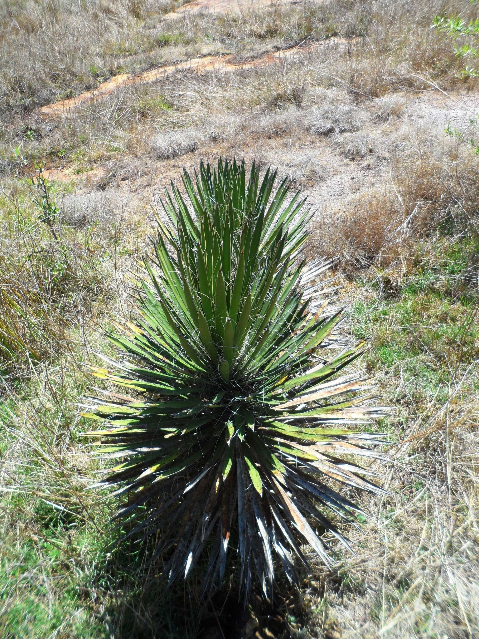 Image of Palma China yucca