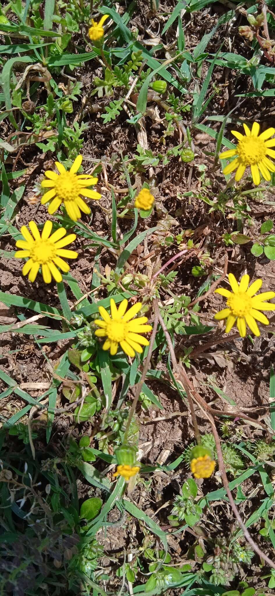 Plancia ëd Senecio glaucus L.