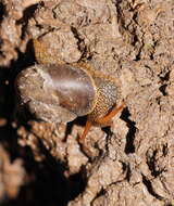 Image of southern hairy red snail