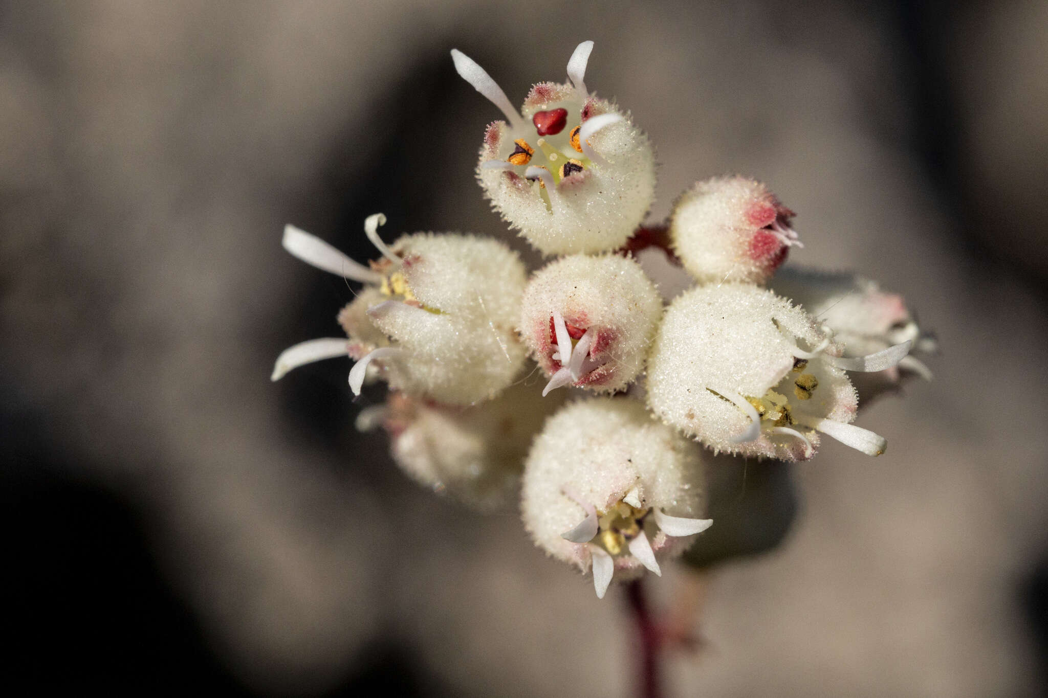 Image de Heuchera hallii A. Gray