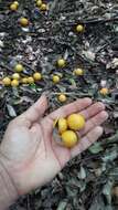 Image of Anisocapparis speciosa (Griseb.) Cornejo & Iltis