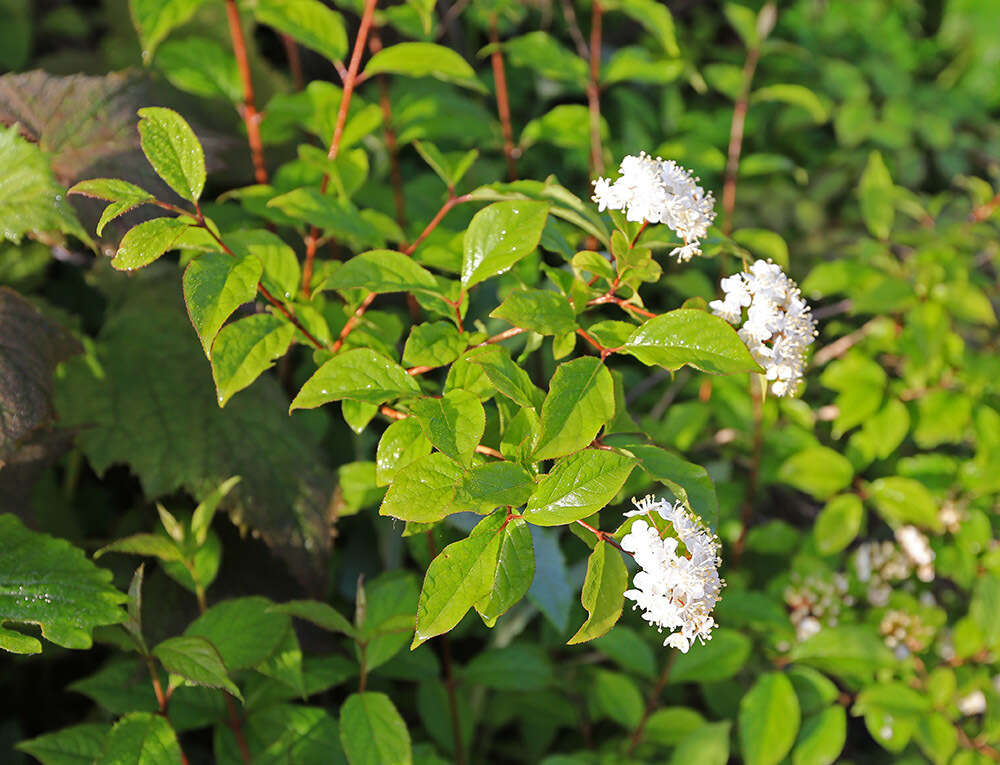 Image of Mongolian pride-of-Rochester