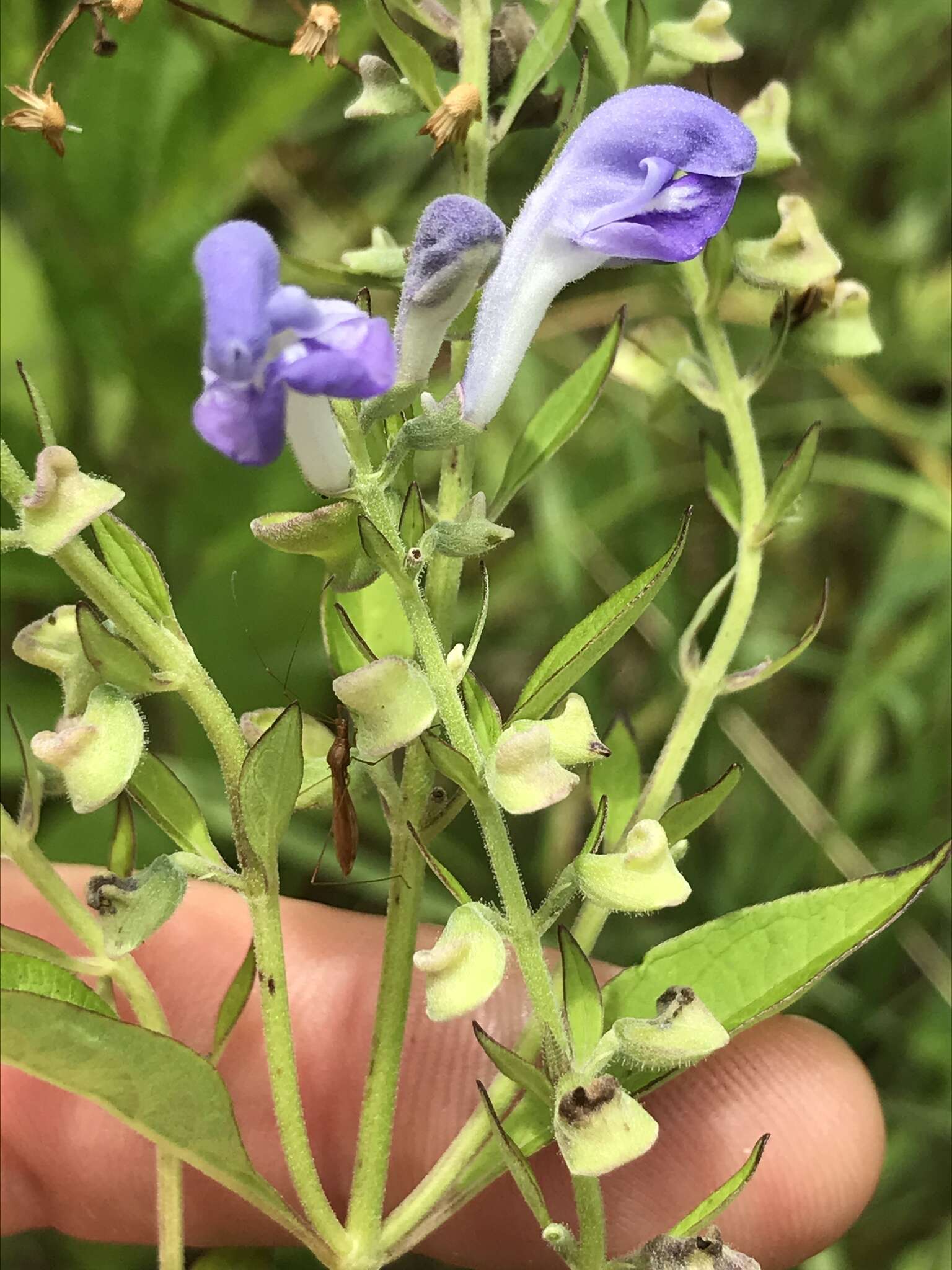 Sivun Scutellaria incana var. incana kuva