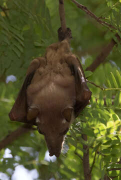 Image of Gambian Epauletted Fruit Bat