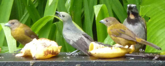 Image of Palm Tanager