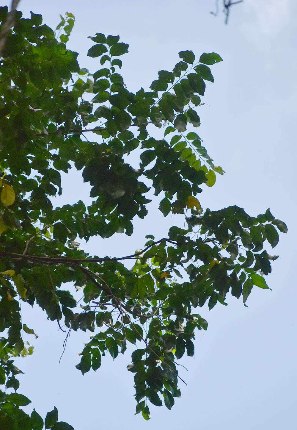 Image of Ganophyllum falcatum Bl.