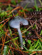 Image of Cortinarius rotundisporus Cleland & Cheel 1918