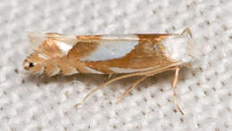 Image of Phyllonorycter fitchella (Clemens 1860)