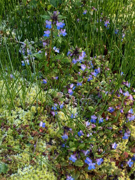 Image of giant blue eyed Mary