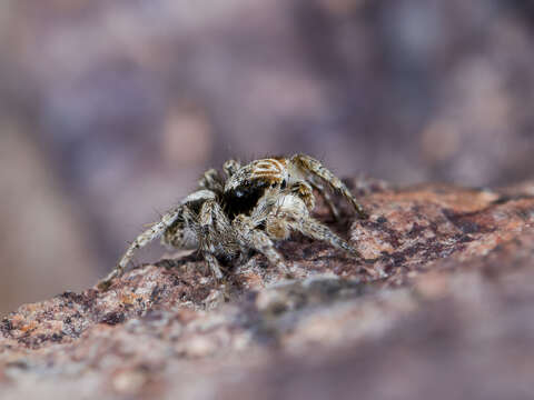 Image of Aelurillus nenilini Azarkina 2002