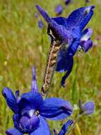 Image of royal larkspur