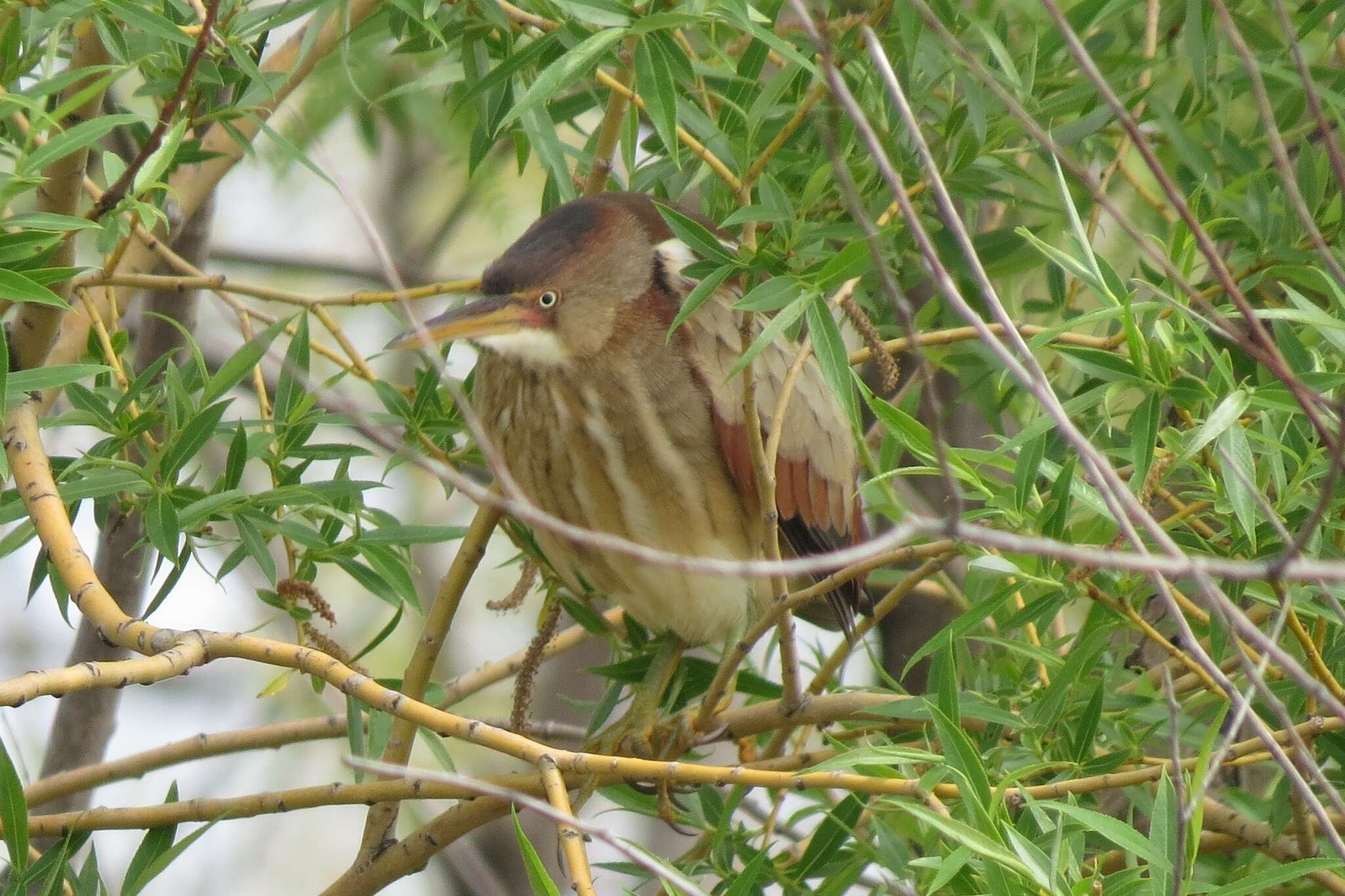 Image of Least Bittern