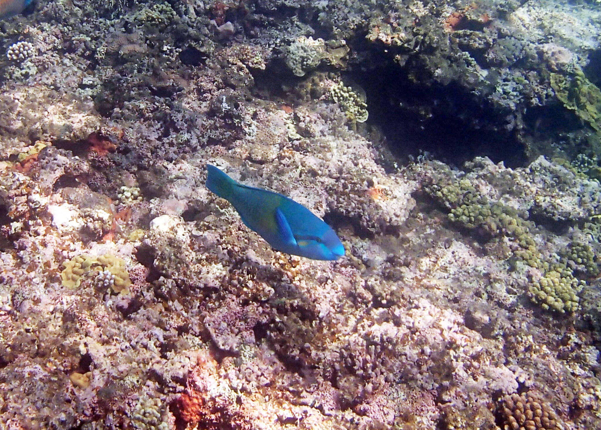 Image of Blue-bridle Parrotfish