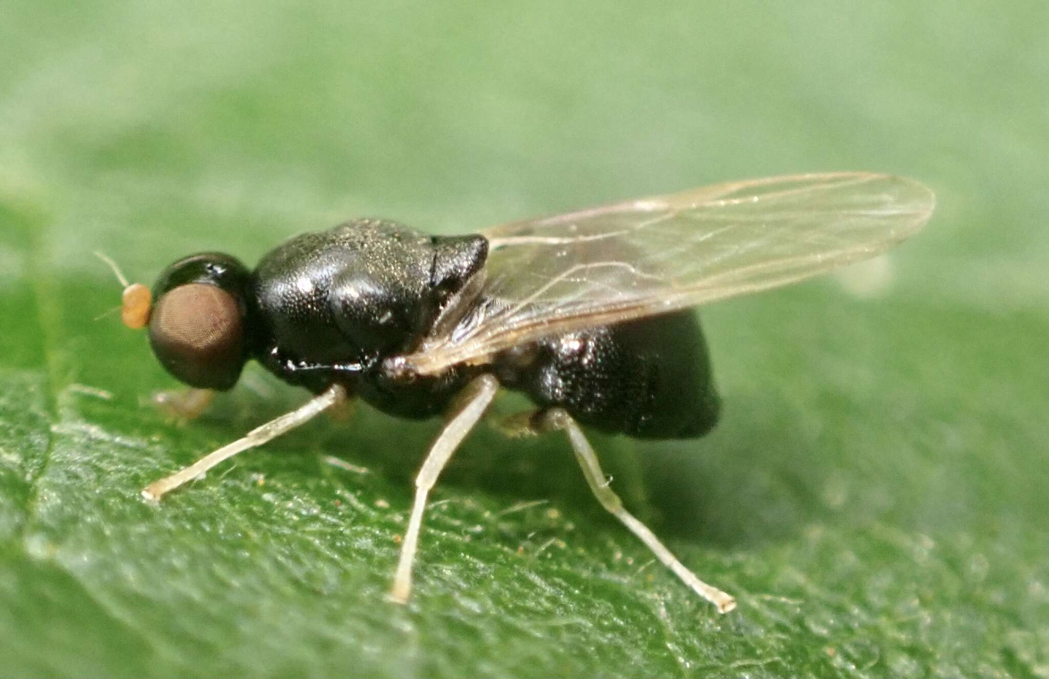 Image of Pachygaster leachii Curtis 1824