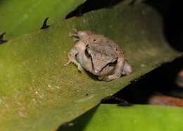 Image of Paraiba Robber Frog