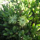 Image of Delosperma crassum L. Bol.