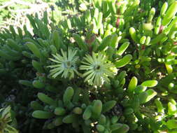 Imagem de Delosperma crassum L. Bol.