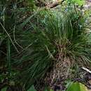 Plancia ëd Carex corynoidea K. A. Ford