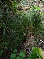 Image of Carex corynoidea K. A. Ford