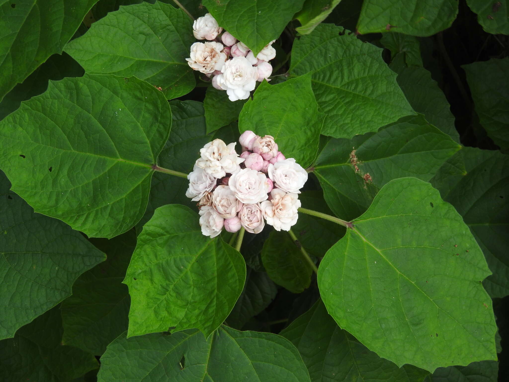 Clerodendrum chinense (Osbeck) Mabb. resmi