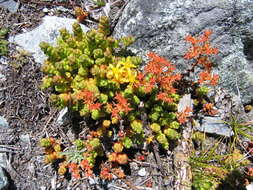 Imagem de Sedum divergens S. Wats.