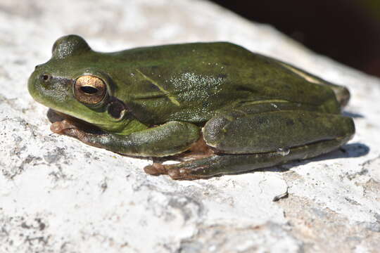 Image of Mediterranean Tree Frog