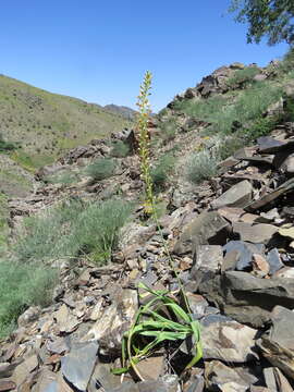 Image of Eremurus turkestanicus Regel