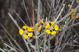 Image of Tricomaria usillo Hook. & Arn.