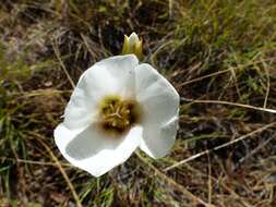 Image of Howell's mariposa lily