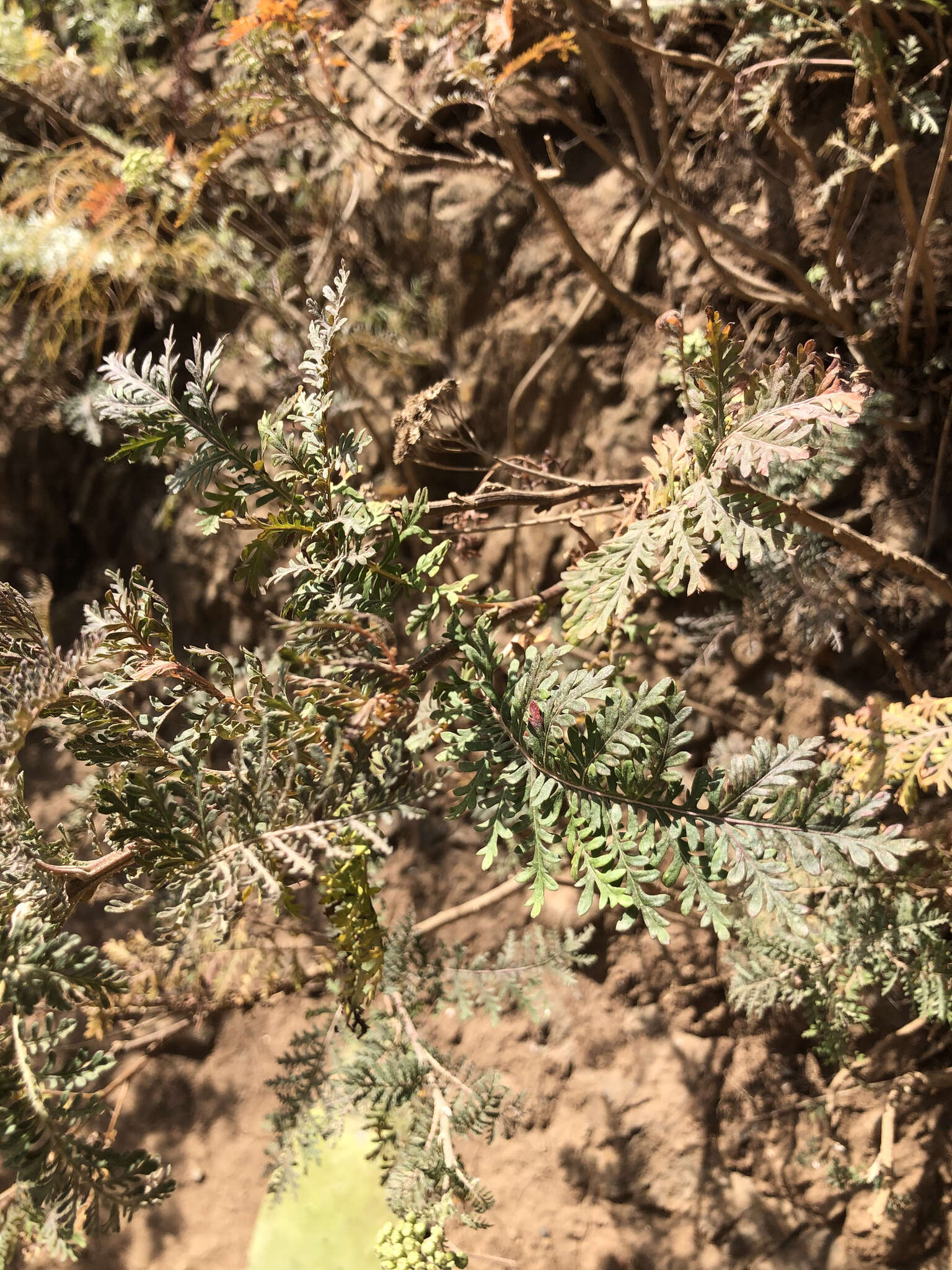 Image of Gonospermum fruticosum Less.